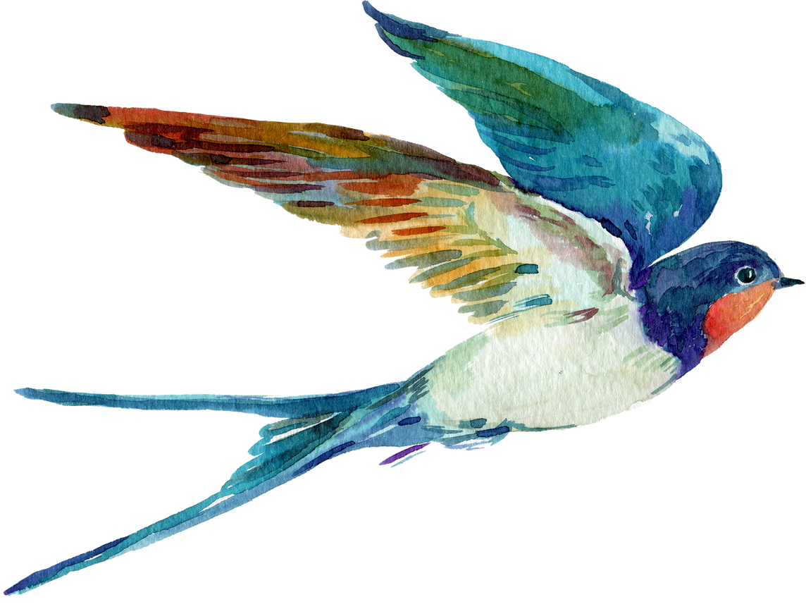 Bird Swallow Watercolor Illustration